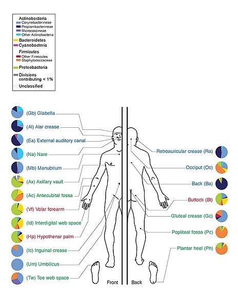 Die Haut des Menschen besiedelnde Mikroorganismen (Hautmikrobiom), Verteilung auf die Körperregionen