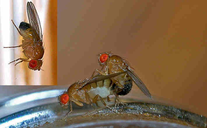 Kopulierende Taufliegen Drosophila-melanogaster-Bild, das Sexualdimorphismus und Paarungsverhalten illustriert