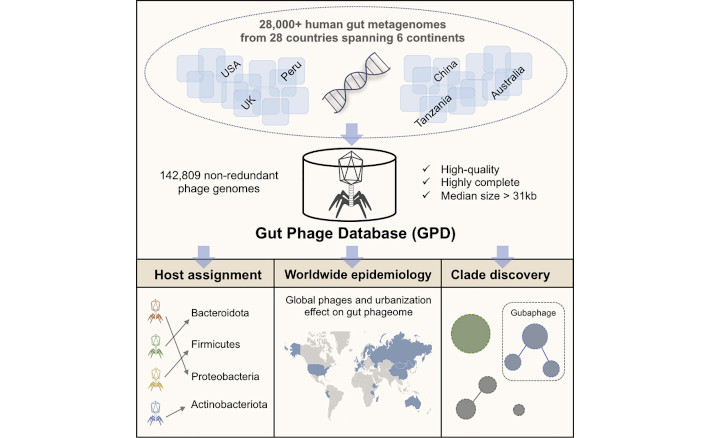 Schema der Gut Phage Database (GPD)