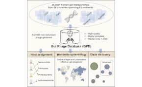 Schema der Gut Phage Database (GPD) Kopiert von: https://w3punkt.de/2021/02/21/massive-erweiterung-der-bakteriophagen-diversitaet-im-menschlichen-darm/?preview_id=88051&preview_nonce=be8ac399f3&_thumbnail_id=88056&preview=true