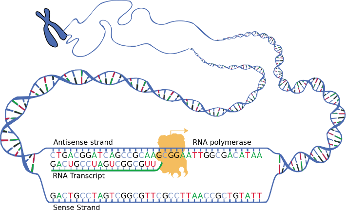 Schematische Darstellung des mithilfe der RNA-Polymerase entstehenden RNA-Transkripts – der codogene (antisense) der beiden DNA-Stränge dient als Matrize (Gemeinfrei)