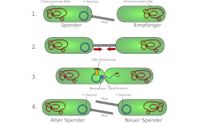 Schematische Zeichnung bakterieller Konjugation. Spenderzelle produziert F-Pilus. Pilus verbindet Zellen. Einzelstrang des Plasmids wird übertragen Beide Zellen produzieren eine Sexpilus und sind jetzt mögliche Spender. CC BY-SA 3.0