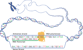 Schematische Darstellung des mithilfe der RNA-Polymerase entstehenden RNA-Transkripts – der codogene (antisense) der beiden DNA-Stränge dient als Matrize (Gemeinfrei)