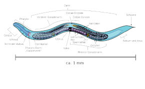 Schematische Darstellung der Anatomie eines ausgewachsenen zwittrigen Individuums von C. elegans mit Schwerpunkt auf den Fortpflanzungs- und Verdauungsorganen CC BY-SA 3.0 / WP