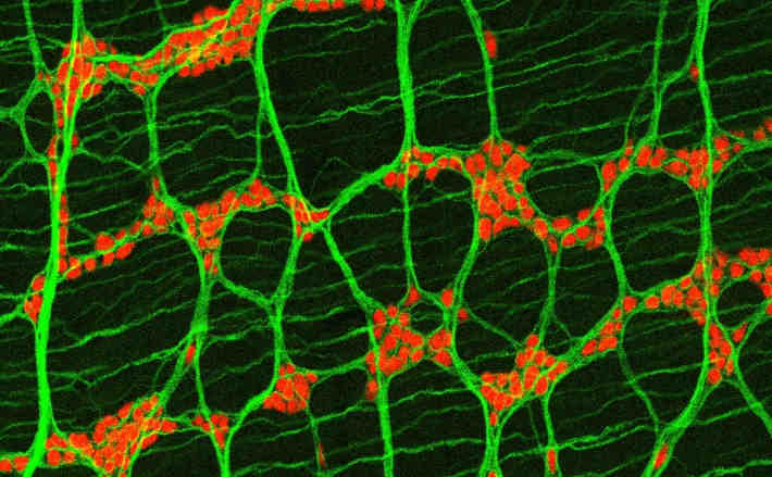 Enterische Neuronen der Maus