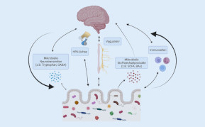 Die komplexen Signalwege in der Kommunikation zwischen Mikrobiom und Gehirn. BAs Gallensäuren („bile acids“), GABA Gamma-Aminobuttersäure, HPA Hypothalamus-Hypohysen-Nebennierenrinden-Achse, SCFA kurzkettige Fettsäuren („short chain fatty acids“). (Erstellt mit BioRender.com)